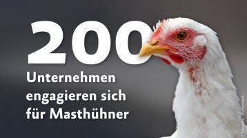 Über 200 Unternehmen erhöhen Masthuhn-Standards
