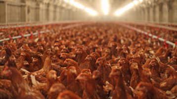 Top-Caterer für mehr Tierschutz in der Hühnermast