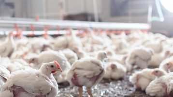 Über 250 Unternehmen erhöhen Masthuhn-Standards