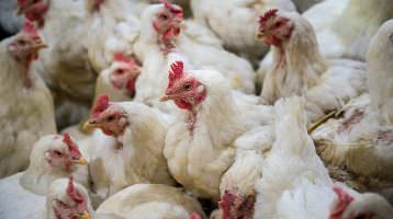 Aramark schließt sich Masthuhn-Initiative an