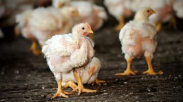 Prima Menü stärkt Tierschutz