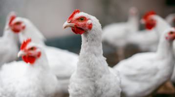 Wegweisende Entwicklungen im LEH und Tierschutz