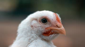 Continental Foods tritt Masthuhn-Initiative bei