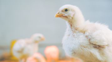 Masthühner: schnelles Wachstum, schlechtes Fleisch