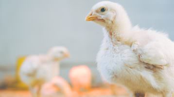Campylobacter in der Masthuhn-Haltung