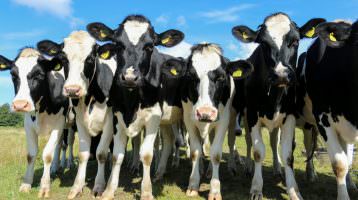 Die versteckten Kosten von Milch