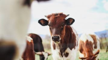 Fleisch und Milch als Auslaufmodell